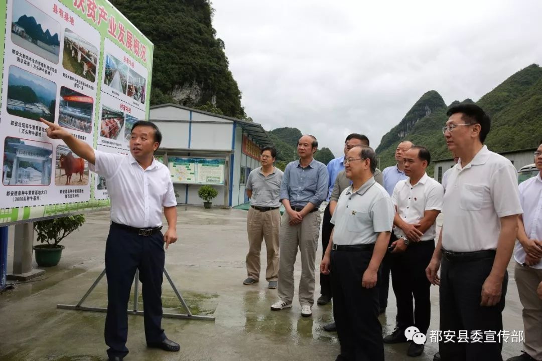 都安新闻，城市发展与民生改善同步推进的最新动态